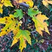 Autumn maple leaves by congaree