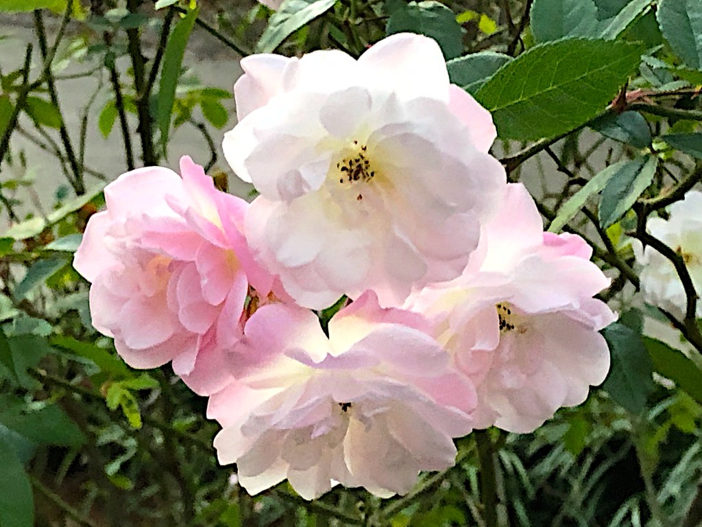 Roses are still blooming at Hampton Park gardens by congaree