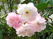 30th Nov 2019 - Roses are still blooming at Hampton Park gardens