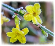30th Nov 2019 - Frosted Winter Jasmine