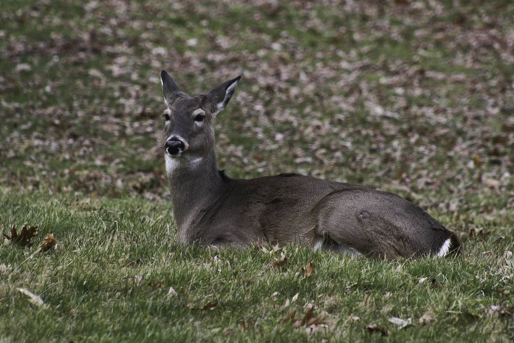 Deer resting by mittens