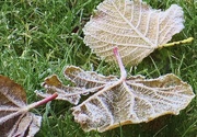 30th Nov 2019 - Frosty leaves