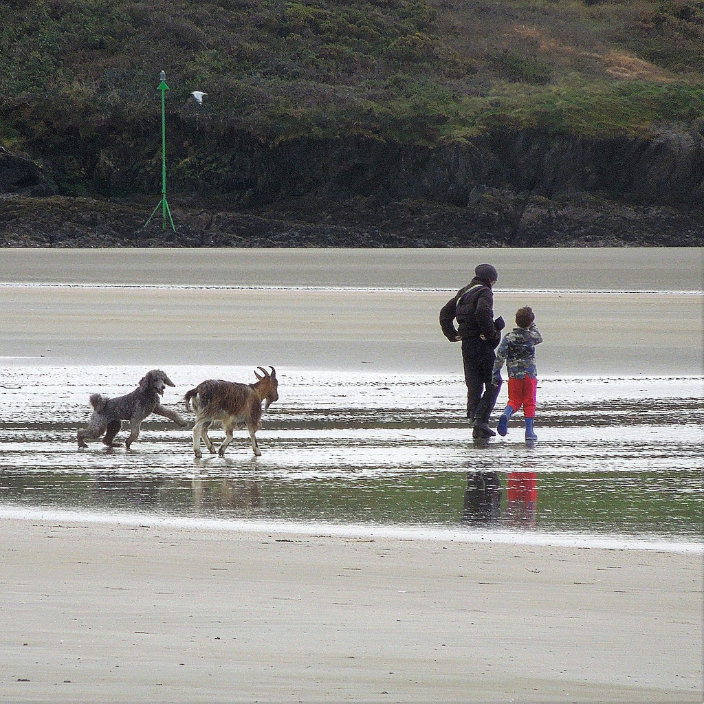 Goat walkers on the beach by etienne