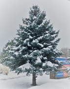 29th Nov 2019 - Snowy Tree