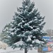 Snowy Tree by sandlily