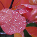 Fall Rain by seattlite