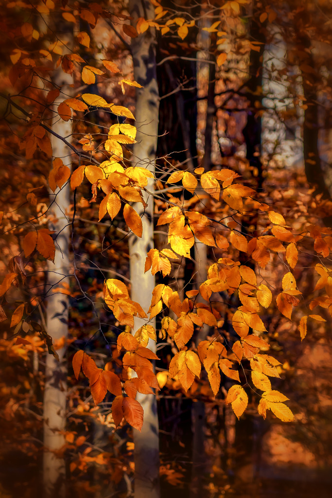 leaves in the woods by jernst1779