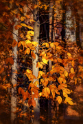 30th Nov 2019 - leaves in the woods