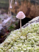 30th Nov 2019 - Frozen toadstool