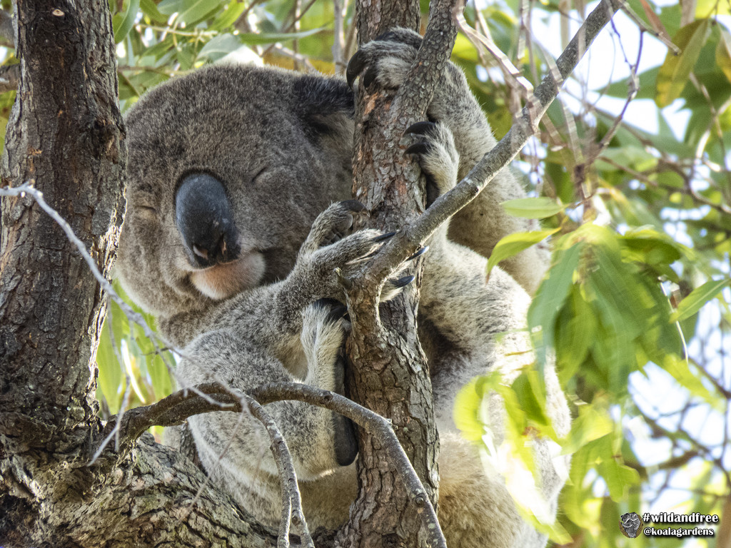 hang on and sleep tight by koalagardens
