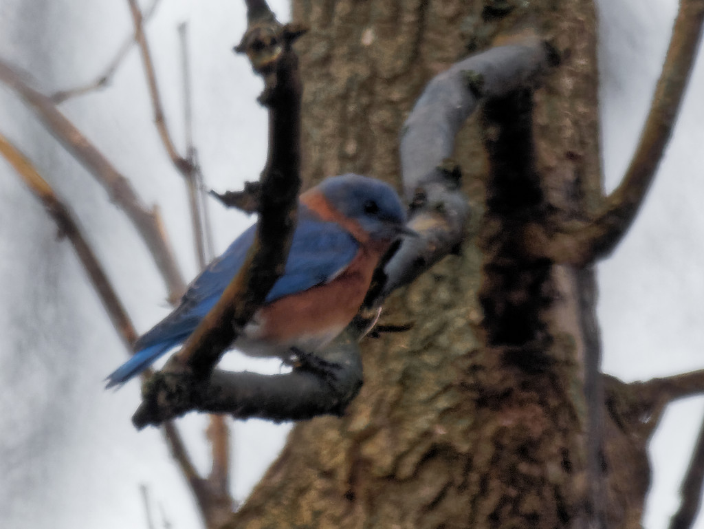 eastern bluebird  by rminer