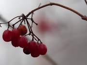 30th Nov 2019 - berries