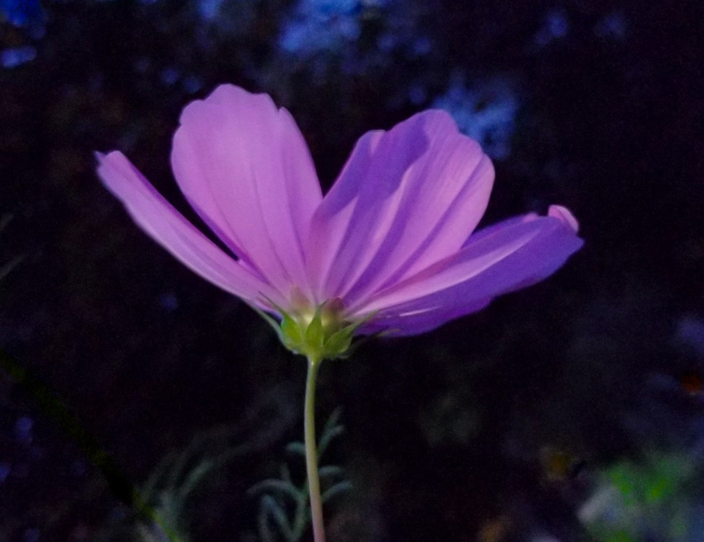 Same type of flower; more light. by houser934