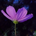Same type of flower; more light. by houser934