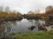 27th Nov 2019 - Iremongers Pond - Small Pond