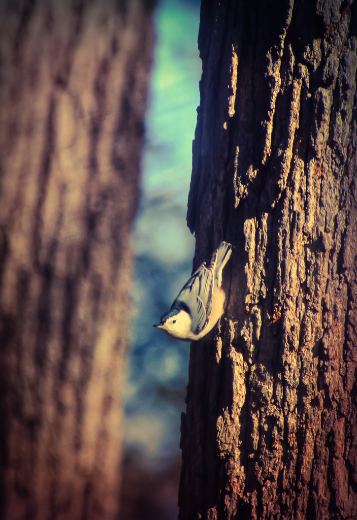 Nuthatch by mzzhope