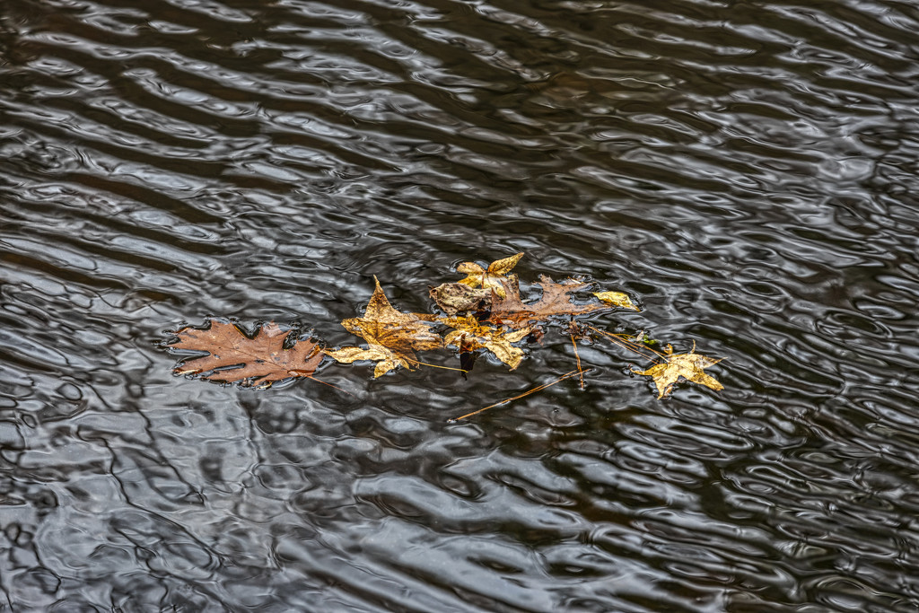 Floating Leaves by kvphoto