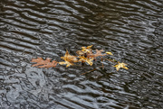 30th Nov 2019 - Floating Leaves