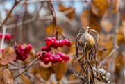 30th Nov 2019 - Gall with Berries