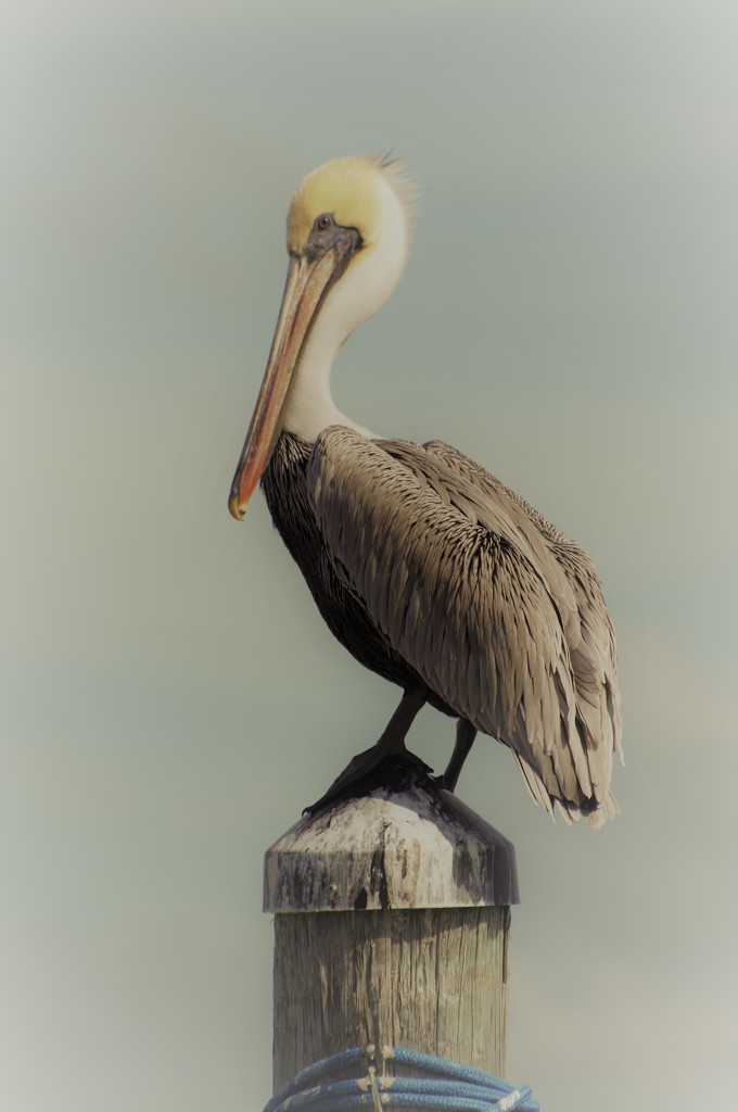 Florida Brown Pelican by chejja