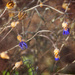 Blue Tassels by gardencat