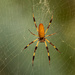 Spider in the Web! by rickster549
