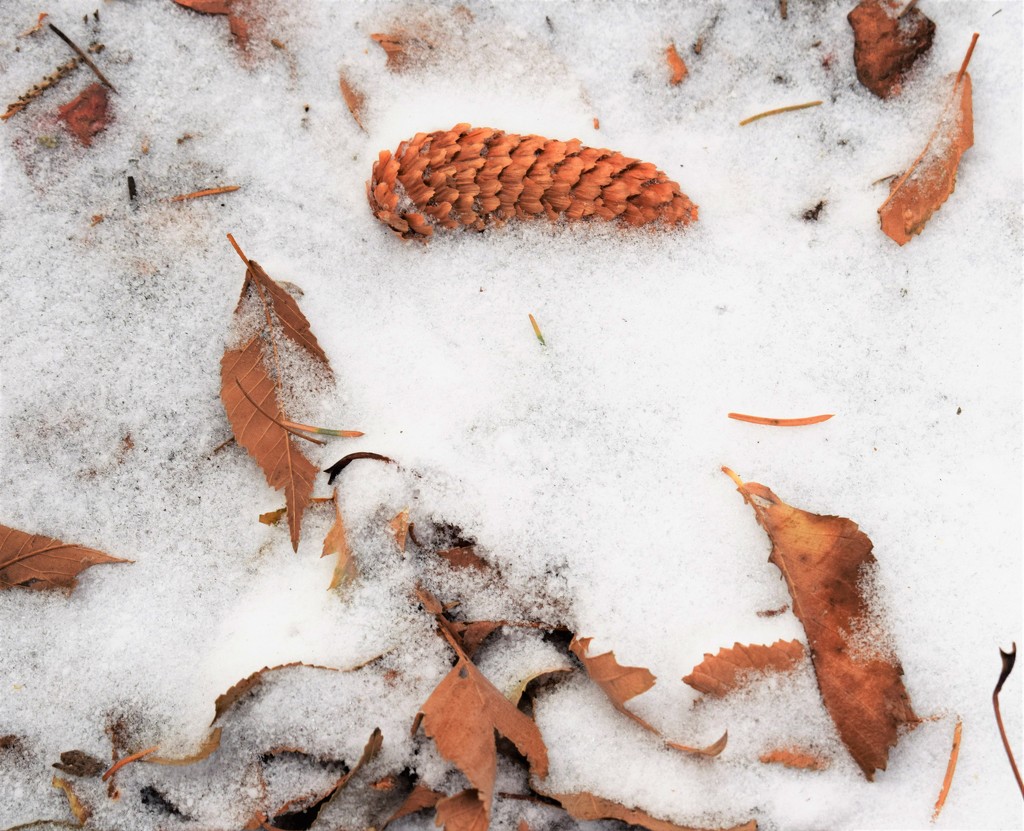 Snow, cone and leaves by sandlily