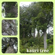 1st Dec 2019 - Kauri tree