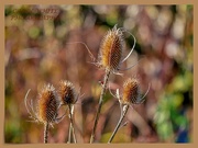 1st Dec 2019 - Teasels