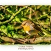 Sunny Robin by carolmw