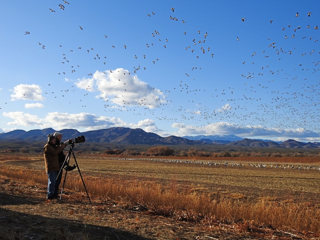 How to Photograph Snow Geese by janeandcharlie
