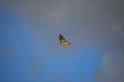1st Dec 2019 - Red Tailed Hawk.