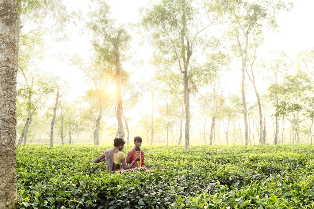 Tea farmers by stefanotrezzi