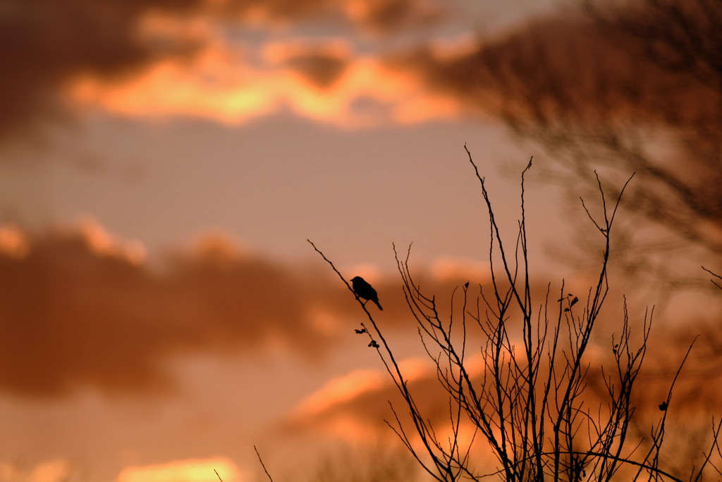 Little Bird, Big Sky by kareenking