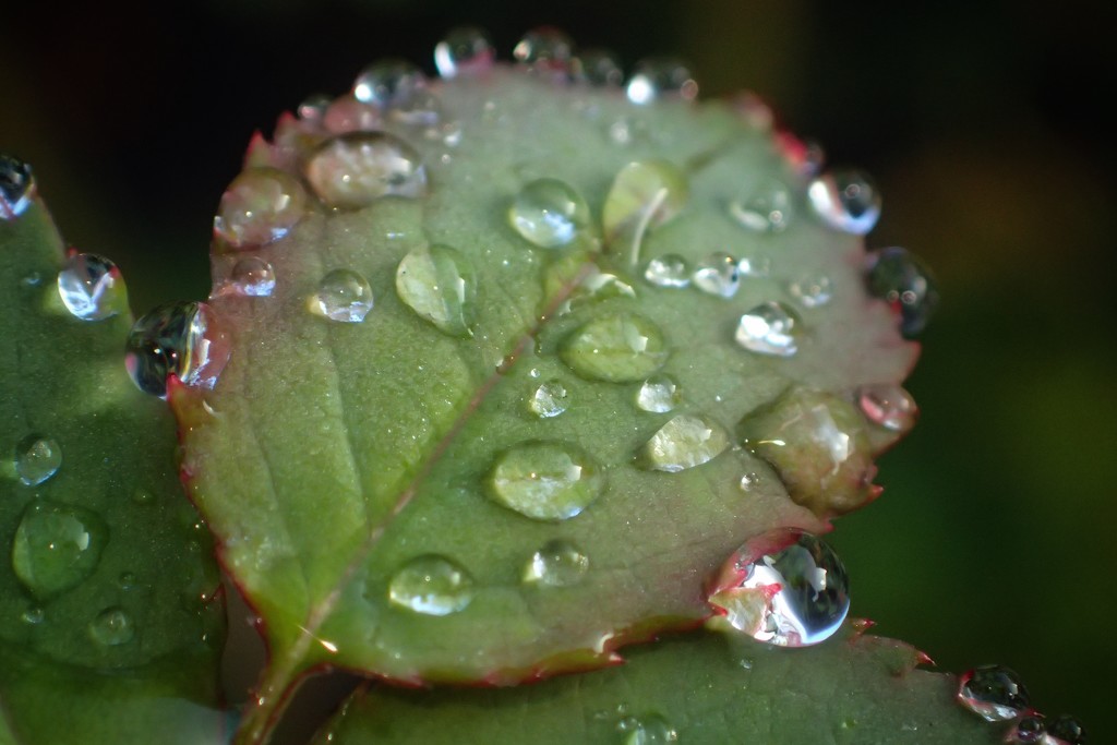 Droplets by mattjcuk