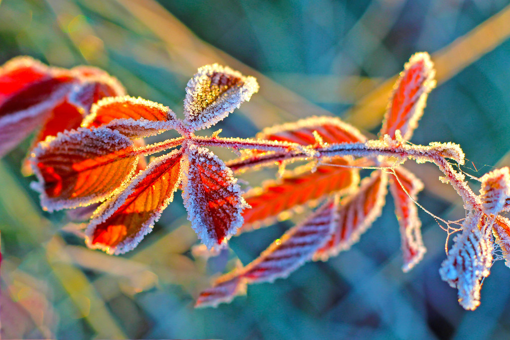 Frost and Early Morning Light Go Well Together by milaniet