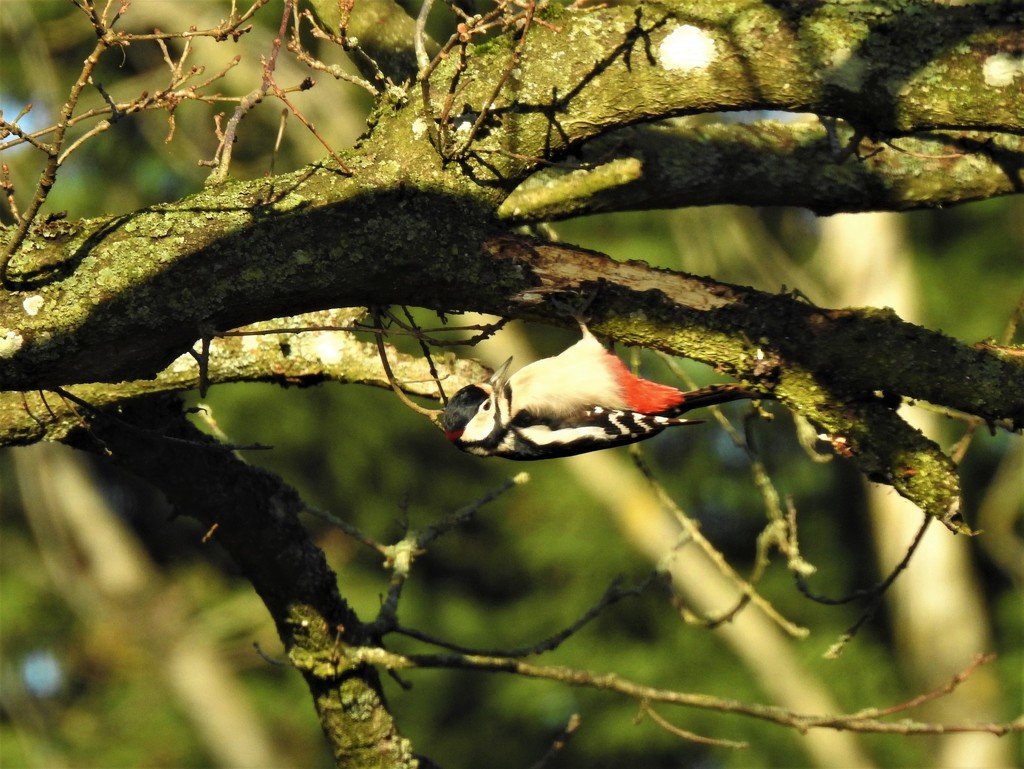 Woodpecker Calisthenics by susiemc