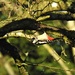 Woodpecker Calisthenics by susiemc