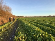 1st Dec 2019 - Along the sugar beet field.