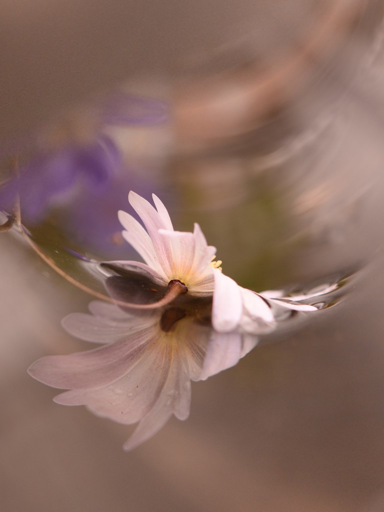 White flower........ by ziggy77