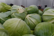 11th Nov 2019 - cabbage