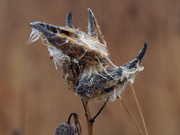 1st Dec 2019 - soggy milkweed