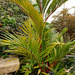 Sealing Wax Palm by larrysphotos