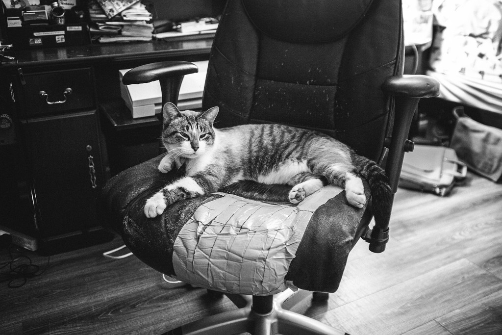 Milo stole the chair by mistyhammond