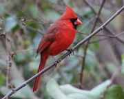 21st Nov 2019 - Cardinal Red