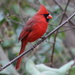 Cardinal Red by cjwhite