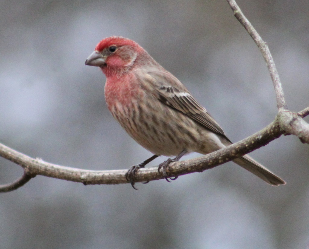 Mr. House Finch by cjwhite