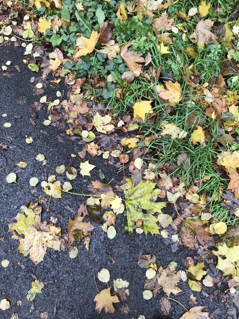 Fallen leaves by anne2013