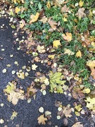 14th Nov 2019 - Fallen leaves