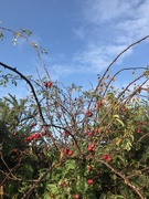 15th Nov 2019 - Blue sky and berries